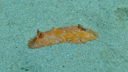 Redbrown leathery doris or redbrown nudibranch (Platydoris argo) undersea, Aegean Sea, Greece, Halkidikii, Pirgos beach
