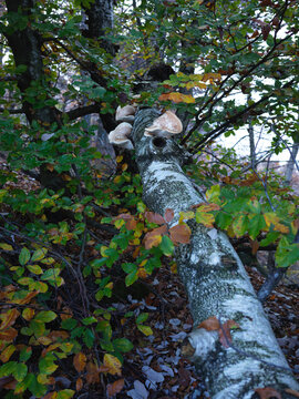 Autumn Forest Scene With White Shelf Fungus Growing On Birch Tree Trunk