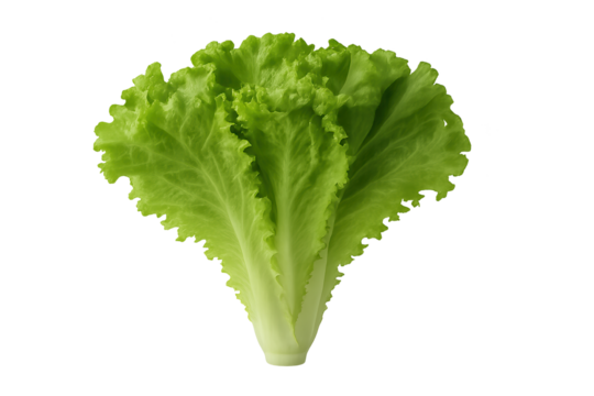 Fresh green lettuce leaf with crisp, ruffled edges and pale stem