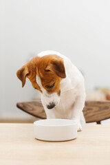 Funny Jack Russell Terrier waiting for food near an empty bowl on a wooden table in cozy home...