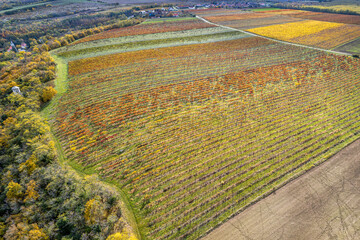 Colorful vineyard rows in autumn landscape
