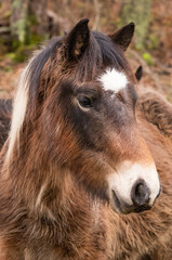 Obraz premium differents chevaux