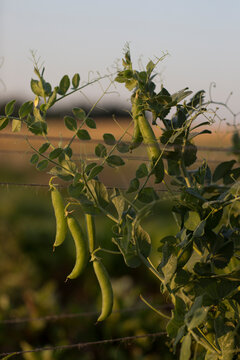 green peas growing in the  no dig garden