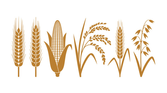 Spike wheat or barley vector graphic, featuring an ear and grain, cereal corn, rye and rice cultivation, agricultural emblem, oat vegetation. Golden organic depiction.
