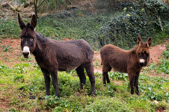 differents chevaux