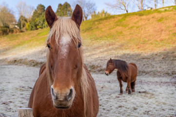 Obraz premium differents chevaux