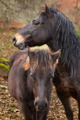 Fototapeta premium differents chevaux