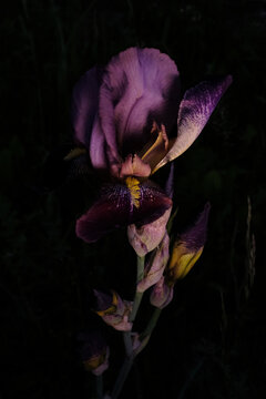 dark purple iris in the night