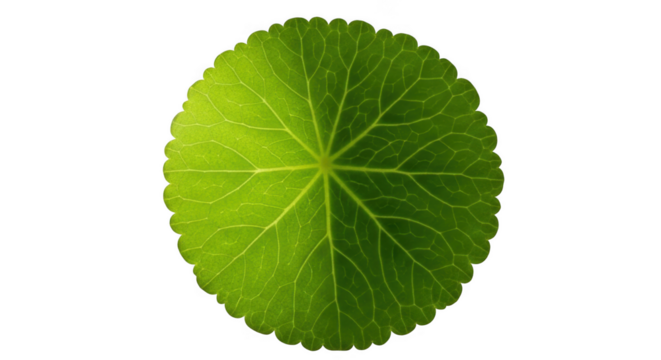 Close-up of a vibrant green round leaf with intricate vein patterns against a isolated on transparent background
