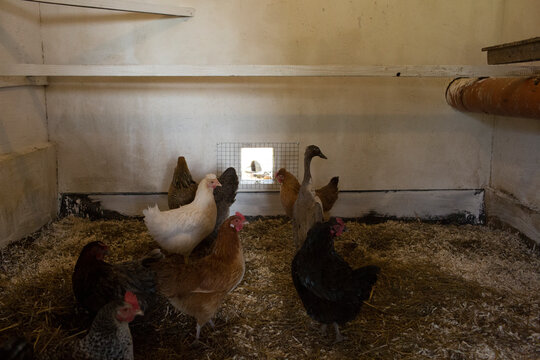 Fototapeta farm animals in farm