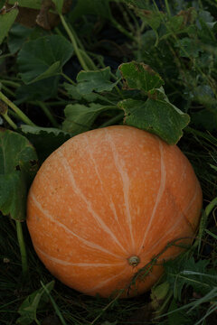 pumpkin in the garden