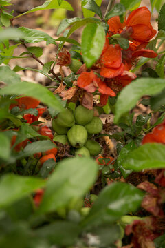 blooming quince