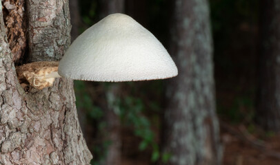 Mushroom in a dogwood bark's hole