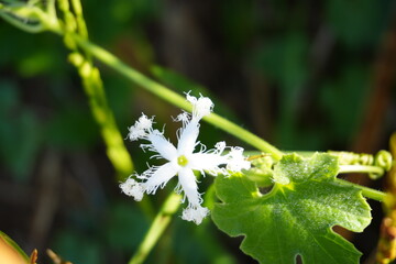 Delicate white flower with star-shaped petals and vibrant green leaf, a perfect symbol of springtime renewal and botanical beauty, ideal for garden designs