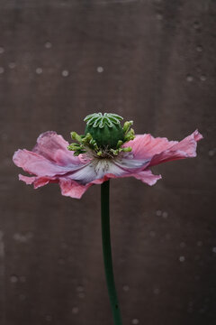 poppies flower 
