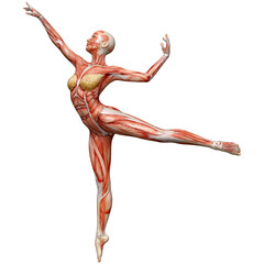 3D Rendering Female Anatomy Figure on White