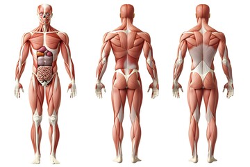 clean educational infographic of human body musculature and organ placement, isolated on white
