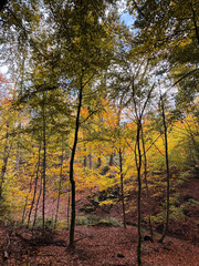 Goldener Herbstwald Ende Oktober bei Riegelsberg, Saarland