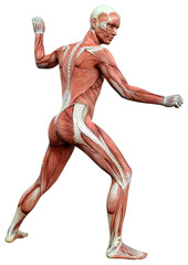 3D Rendering Male Anatomy Figure on White