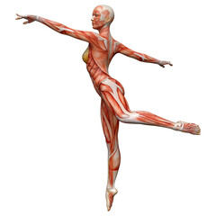 3D Rendering Female Anatomy Figure on White