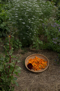 just picked calendula in the garden 