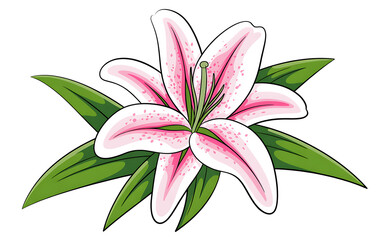 Pink lily flower with green leaves illustration floral