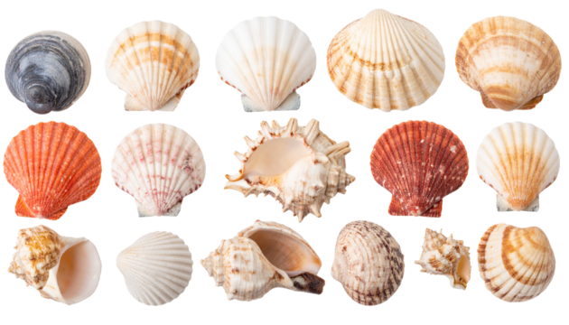 Collection of Shells in a Row, Isolated on Transparent Background
