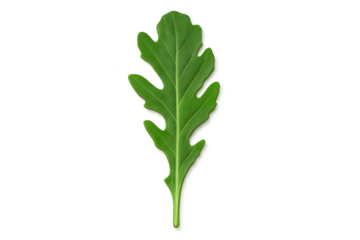 Single green arugula leaf with lobed edges on transparent background