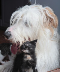 A black cat rubs up on a white dog