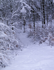 Winter in forest. Snow on trees.