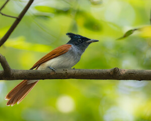 indian paradise flycatcher female on a perch.