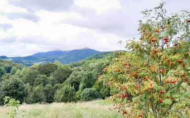 Rowan ash in Bieszczady Mountain. © Jan