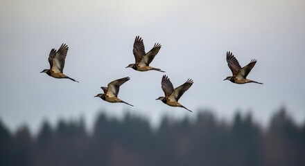 birds in flight