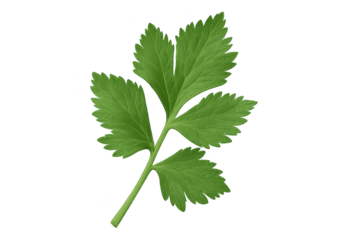 Fresh green parsley leaf with bright, serrated leaflets