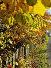 Peaceful autumn countryside scene with an old wooden fence illuminated by warm sunlight. Yellow leaves and rustic textures create a calm, cozy atmosphere of rural life in the Czech village.