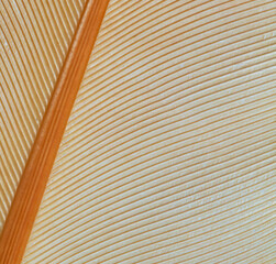 Bright buff orpington chicken feather macro for a background