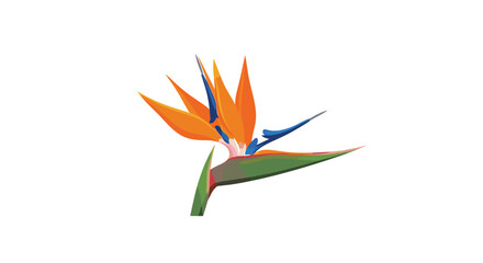 A vibrant and exotic Bird of Paradise flower, featuring striking orange and blue petals, on a clean white background.
