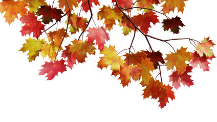 Autumn Colorful Maple Leaves Branch on Transparent Background
