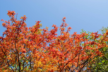 view from below of colorful tree tops with red, green, and yellow leaves against a clear blue sky on a sunny autumn day