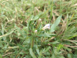 Based on the image, the plant appears to be Hygrophila auriculata, also known by its common names such as Marsh Barbel, Swamp Weed, or Kulekhara. 

