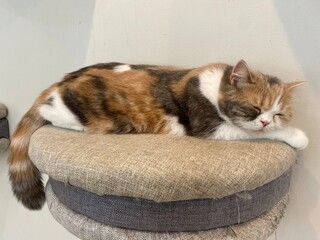 A sleepy cat is laying down on the chair