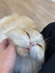 A sleepy cat is laying down on the chair