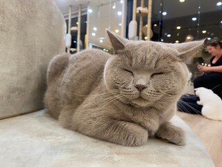 A sleepy cat is laying down on the chair