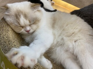 A sleepy cat is laying down on the chair