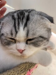 A sleepy cat is laying down on the chair