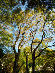 紅葉が始まる六甲山の高山植物園