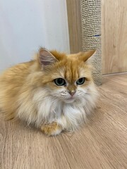 A ragamuffin cat has brown fur is sitting down on the floor