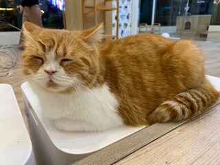 A sleepy cat is laying down on the chair