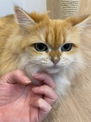 A ragamuffin cat has brown fur is sitting down on the floor