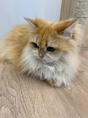 A ragamuffin cat has brown fur is sitting down on the floor